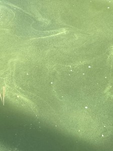 Cyanobacteria on the surface of a water body.
